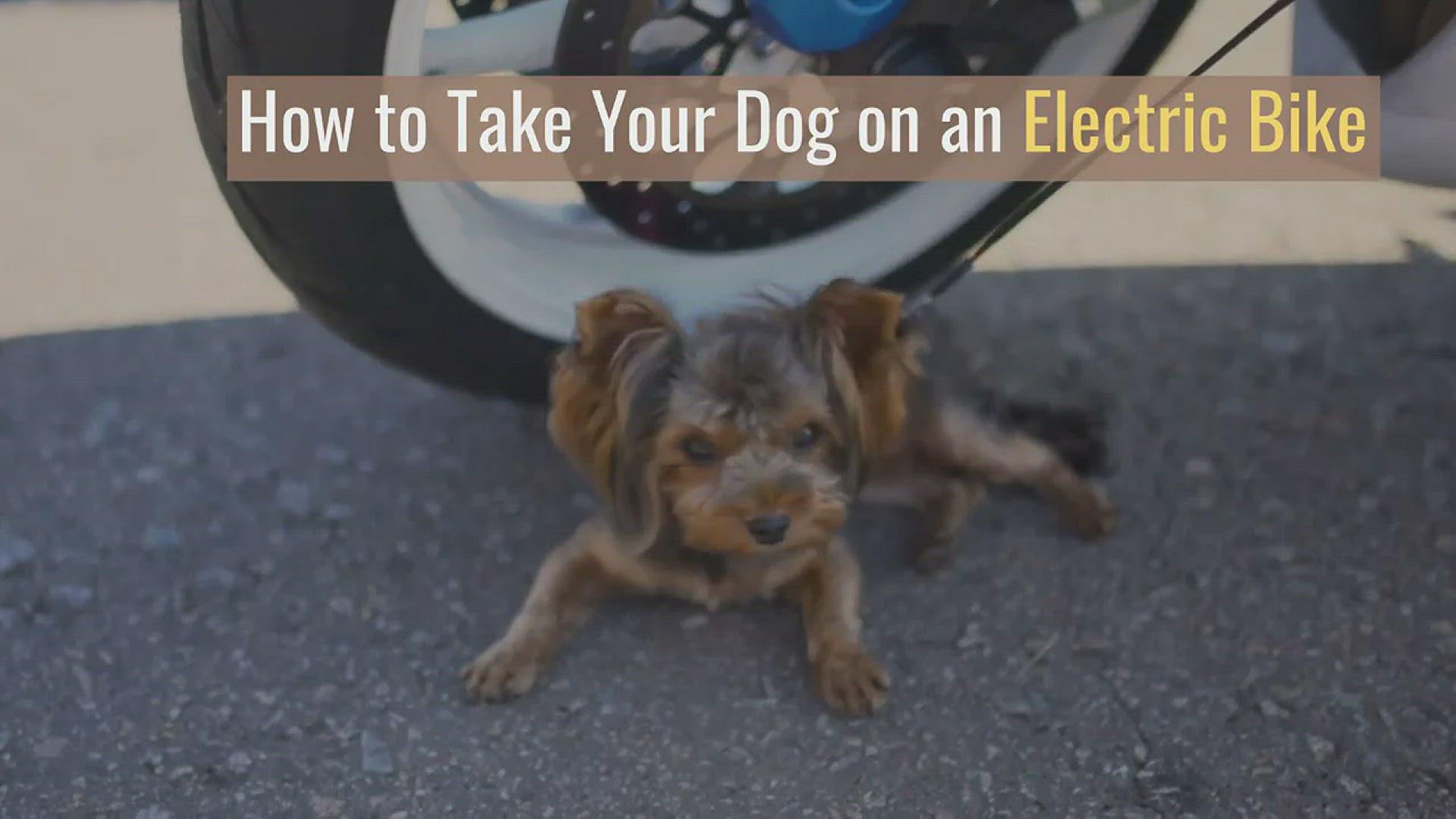 'Video thumbnail for How to Take Your Dog on an Electric Bike'